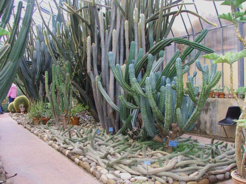 Immagine sala dei cactus