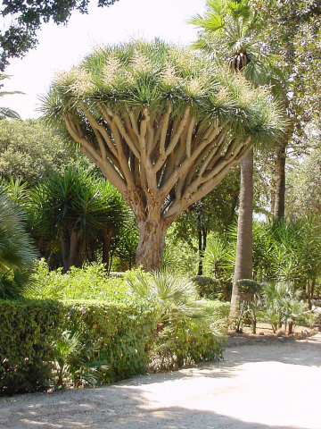 Immagine parco villa niscemi